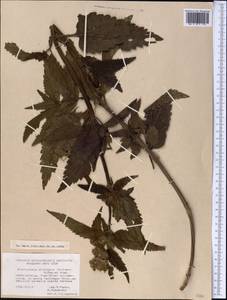 Stachyopsis oblongata (Schrenk) Popov & Vved., Middle Asia, Western Tian Shan & Karatau (M3) (Uzbekistan)