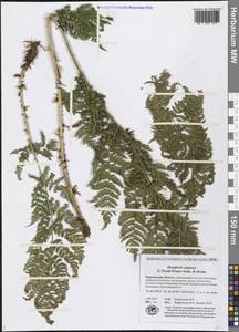 Dryopteris expansa (C. Presl) Fraser-Jenk. & Jermy, Eastern Europe, Northern region (E1) (Russia)