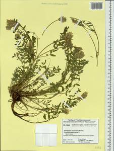 Astragalus laxmannii subsp. laxmannii, Siberia, Central Siberia (S3) (Russia)