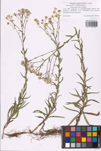 Achillea ptarmica L., Eastern Europe, North-Western region (E2) (Russia)
