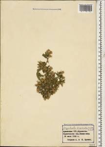 Oligochaeta divaricata (Fisch. & C. A. Mey.) C. Koch, Caucasus, Armenia (K5) (Armenia)
