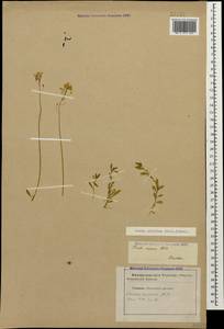 Draba sibirica (Pall.) Thell., Caucasus, Stavropol Krai, Karachay-Cherkessia & Kabardino-Balkaria (K1b) (Russia)
