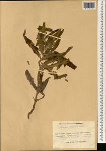 Sonchus arvensis subsp. uliginosus (M. Bieb.) Nyman, South Asia, South Asia (Asia outside ex-Soviet states and Mongolia) (ASIA) (China)