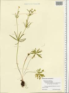 Ranunculus auricomus L., Eastern Europe, Western region (E3) (Russia)