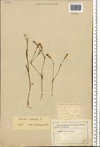 Dianthus deltoides L., Eastern Europe, Central forest-and-steppe region (E6) (Russia)