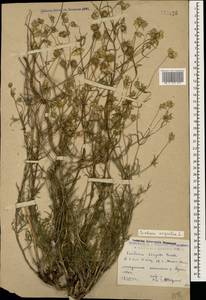 Lomelosia argentea (L.) Greuter & Burdet, Caucasus, Dagestan (K2) (Russia)