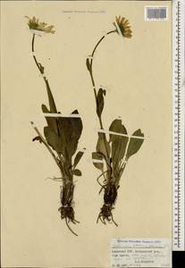 Doronicum oblongifolium A. DC., Caucasus, Armenia (K5) (Armenia)