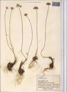 Allium, Middle Asia, Northern & Central Tian Shan (M4) (Kyrgyzstan)