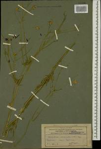 Delphinium consolida subsp. divaricatum (Ledeb.) A. Nyár., Caucasus, Armenia (K5) (Armenia)