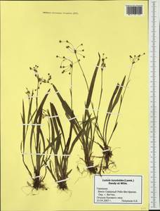 Luzula luzuloides (Lam.) Dandy & E.Willm., Western Europe (EUR) (Germany)