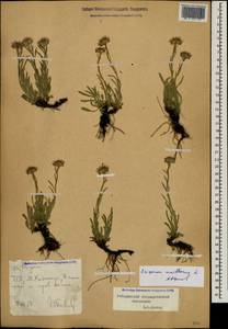 Erigeron uniflorus L., Caucasus, Stavropol Krai, Karachay-Cherkessia & Kabardino-Balkaria (K1b) (Russia)
