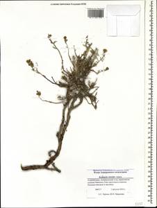 Reaumuria alternifolia subsp. alternifolia, Caucasus, Azerbaijan (K6) (Azerbaijan)