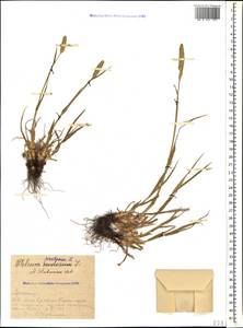 Phleum pratense L., Caucasus, Armenia (K5) (Armenia)