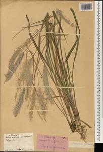 Imperata cylindrica (L.) Raeusch., South Asia, South Asia (Asia outside ex-Soviet states and Mongolia) (ASIA) (China)