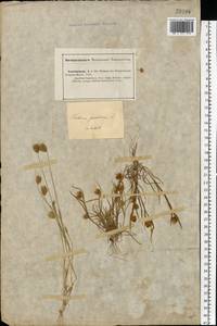 Eremopyrum triticeum (Gaertn.) Nevski, Eastern Europe, Lower Volga region (E9) (Russia)