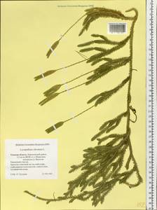 Lycopodium clavatum L., Siberia, Western Siberia (S1) (Russia)