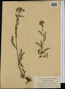 Achillea millefolium subsp. sudetica (Opiz) Oborny, Western Europe (EUR) (Czech Republic)