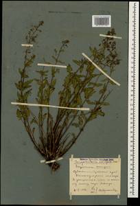 Scrophularia variegata M. Bieb., Caucasus, Stavropol Krai, Karachay-Cherkessia & Kabardino-Balkaria (K1b) (Russia)