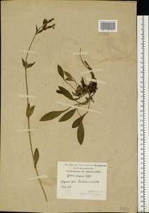 Silene dioica subsp. dioica, Eastern Europe, Northern region (E1) (Russia)