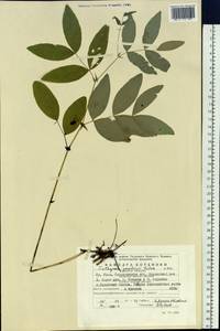 Lathyrus gmelinii Fritsch, Eastern Europe, Eastern region (E10) (Russia)