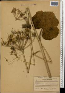 Heracleum ponticum (Lipsky) Schischk. ex Grossh., Caucasus, Krasnodar Krai & Adygea (K1a) (Russia)