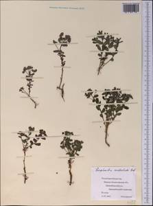 Euphorbia undulata M.Bieb., Middle Asia, Caspian Ustyurt & Northern Aralia (M8) (Kazakhstan)