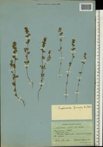 Euphrasia officinalis subsp. officinalis, Eastern Europe, Northern region (E1) (Russia)