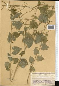 Alliaria petiolata (M.Bieb.) Cavara & Grande, Middle Asia, Western Tian Shan & Karatau (M3) (Kazakhstan)