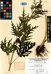 Urtica cannabina L., Siberia, Central Siberia (S3) (Russia)
