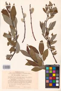 Salix acutifolia × caprea, Eastern Europe, North-Western region (E2) (Russia)