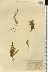 Spinulum annotinum subsp. alpestre (Hartm.) Uotila, Siberia, Western Siberia (S1) (Russia)