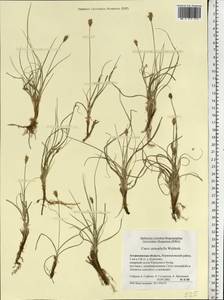 Carex stenophylla Wahlenb., Eastern Europe, Lower Volga region (E9) (Russia)