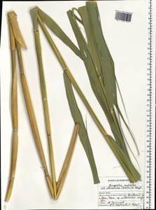 Phragmites australis (Cav.) Trin. ex Steud., Eastern Europe, Central forest-and-steppe region (E6) (Russia)