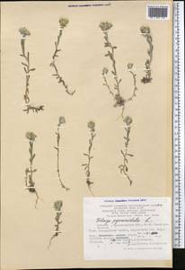 Filago pyramidata L., Middle Asia, Kopet Dag, Badkhyz, Small & Great Balkhan (M1) (Turkmenistan)