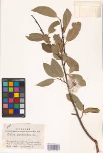 Salix pentandra L., Siberia, Altai & Sayany Mountains (S2) (Russia)