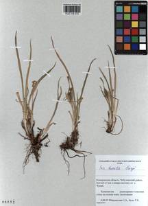 KUZ 018 072, Iris humilis Georgi, Siberia, Altai & Sayany Mountains (S2) (Russia)