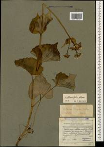 Valeriana alliariifolia Adams, Caucasus, Dagestan (K2) (Russia)