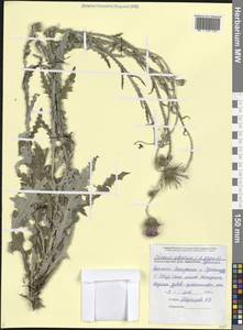 Carduus adpressus C.A.Mey., Caucasus, Black Sea Shore (from Novorossiysk to Adler) (K3) (Russia)