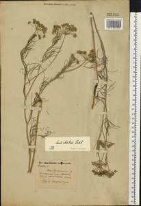 Seseli strictum Ledeb., Eastern Europe, Eastern region (E10) (Russia)