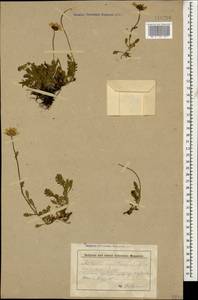 Anthemis cretica subsp. saportana (Albov) Chandjian, Caucasus, Krasnodar Krai & Adygea (K1a) (Russia)