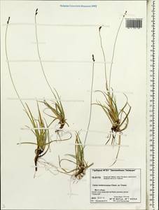 Carex melanocarpa Cham. ex Trautv., Siberia, Central Siberia (S3) (Russia)