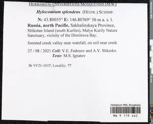 Hylocomium splendens (Hedw.) Schimp., Bryophytes, Bryophytes - Russian Far East (excl. Chukotka & Kamchatka) (B20) (Russia)