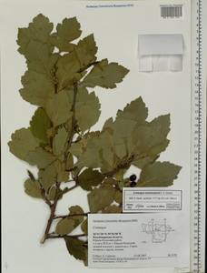 Crataegus maximowiczii C. K. Schneid., Eastern Europe, Central region (E4) (Russia)