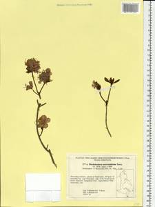 Rhododendron mucronulatum Turcz., Siberia, Russian Far East (S6) (Russia)