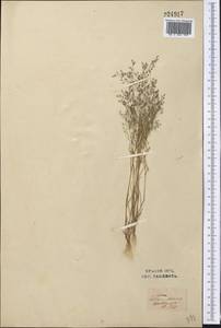 Eremopoa persica (Trin.) Roshev., Middle Asia, Syr-Darian deserts & Kyzylkum (M7) (Uzbekistan)