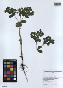 KUZ 001 644, Euphorbia helioscopia L., Siberia, Altai & Sayany Mountains (S2) (Russia)