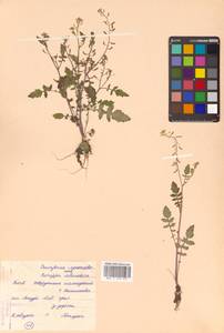 Rorippa palustris (L.) Besser, Siberia, Russian Far East (S6) (Russia)