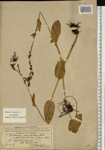 Rumex arifolius All., Eastern Europe, Northern region (E1) (Russia)