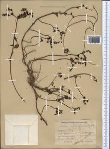 Phedimus stolonifer (S. G. Gmel.) 't Hart, Caucasus, Krasnodar Krai & Adygea (K1a) (Russia)