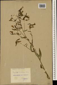 Campanula sibirica subsp. hohenackeri (Fisch. & C.A.Mey.) Damboldt, Caucasus, Georgia (K4) (Georgia)